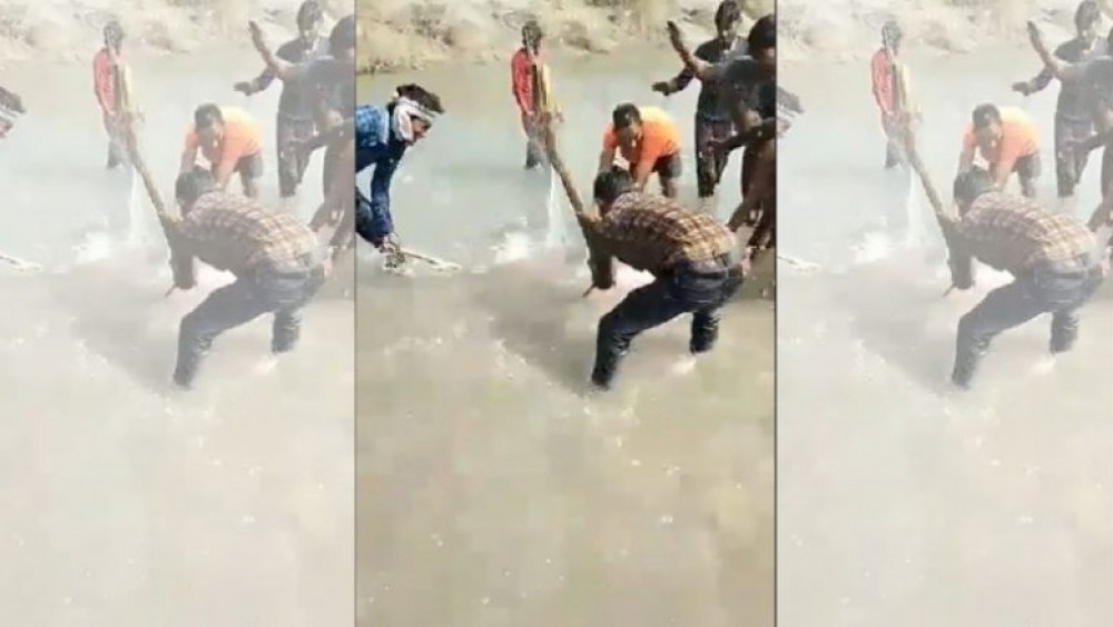 Revoltă după ce un video în care un delfin este omorât în bătaie s-a viralizat. Trei bărbați au fost arestați